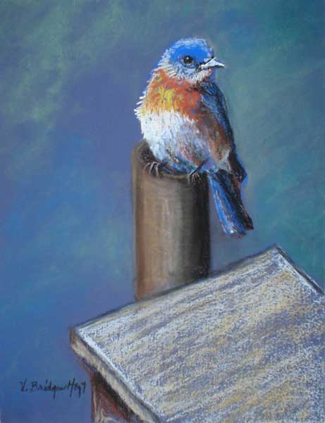 Bluebird of Happiness Bluebird of Happiness